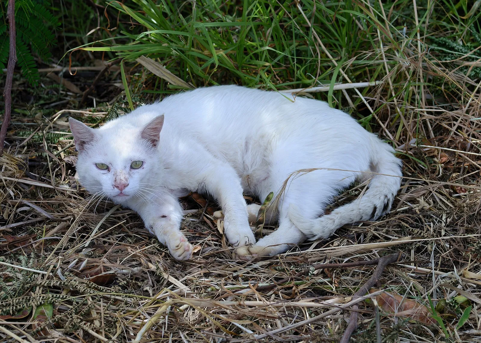 cat scratching
