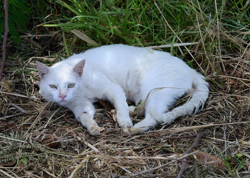 cat scratching