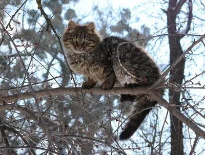 cat tree scratching post