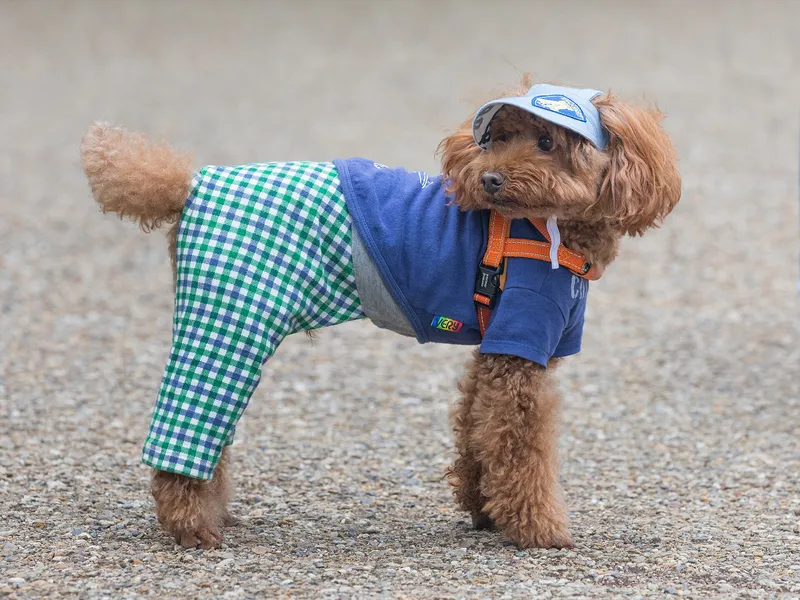 dog toys