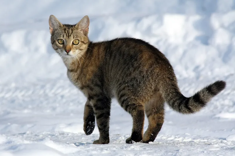 domestic cat portrait