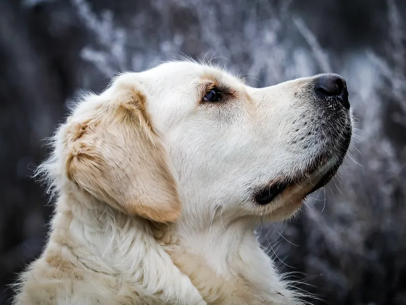 golden retriever