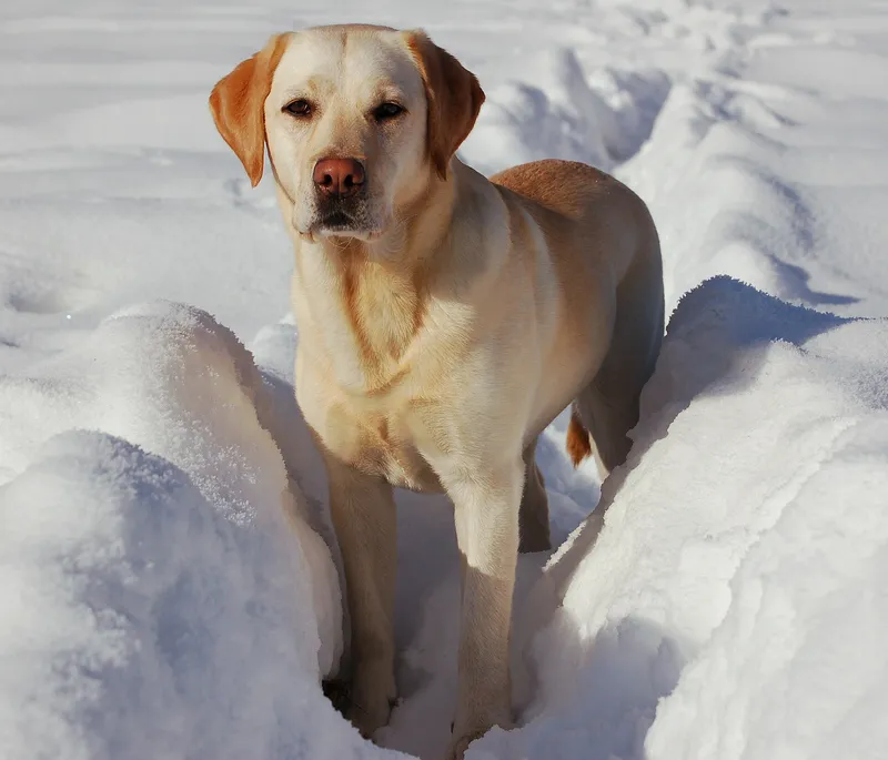 labrador retriever