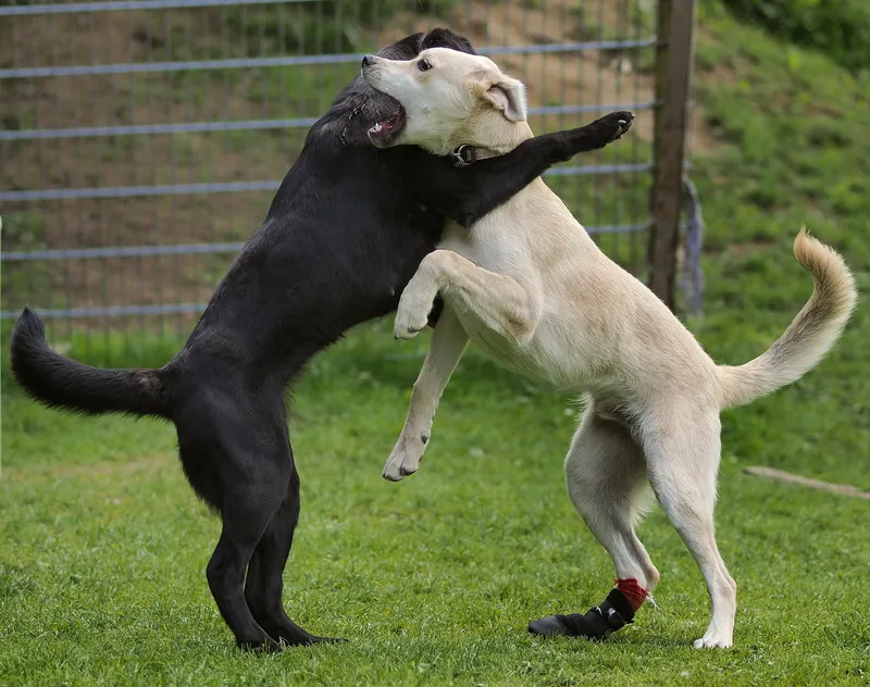labrador retriever playing