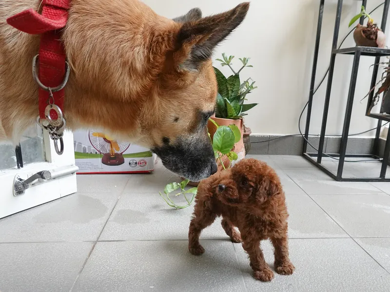 poodle dog