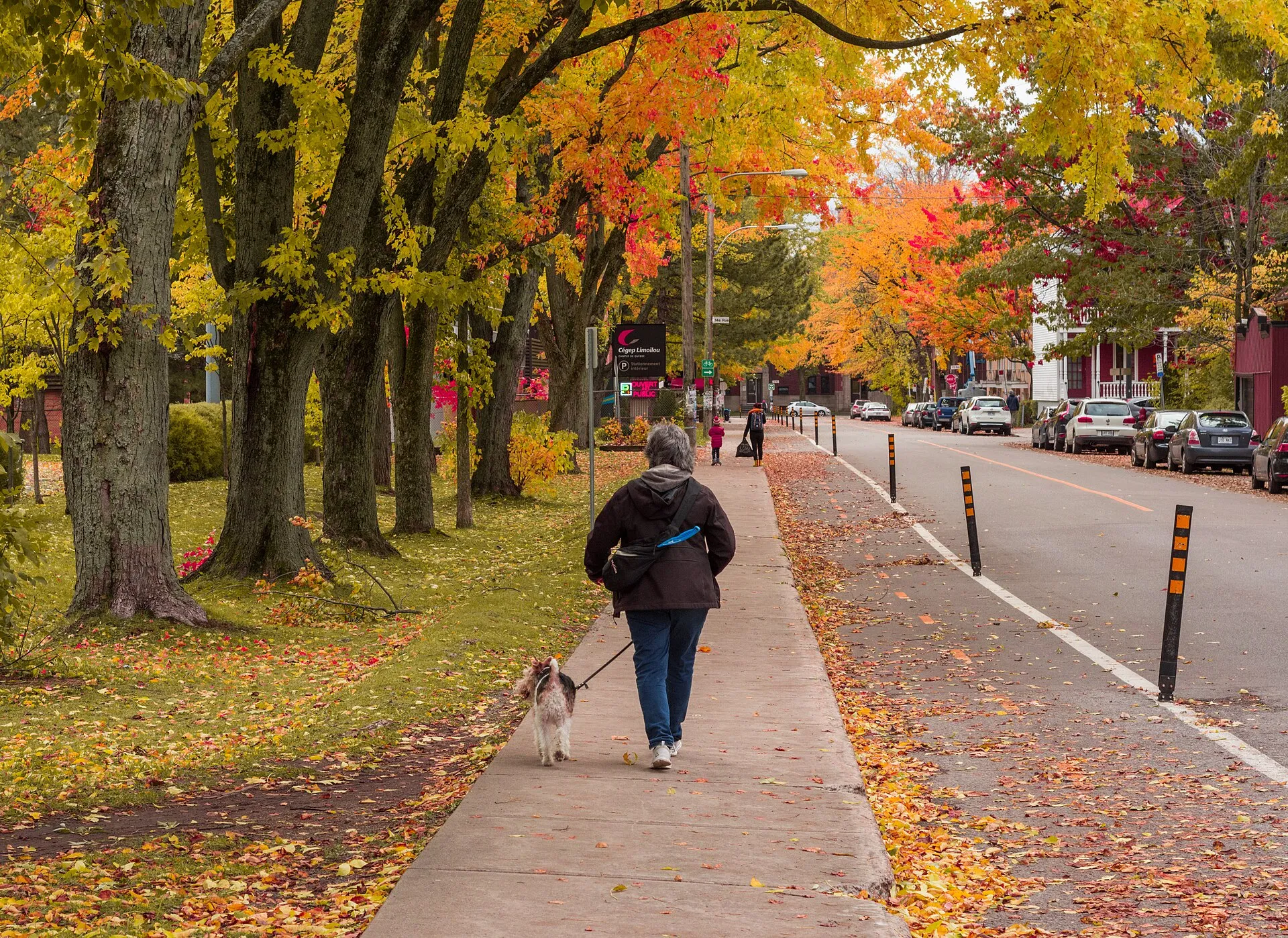 woman with labrador dog